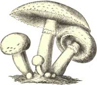 Common Mushroom.