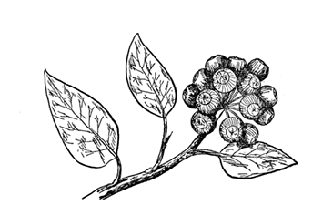 Fig. 6. Arialad Fruit. Sarsaparilla