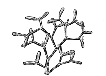 Fig. 7. The Mistletoe