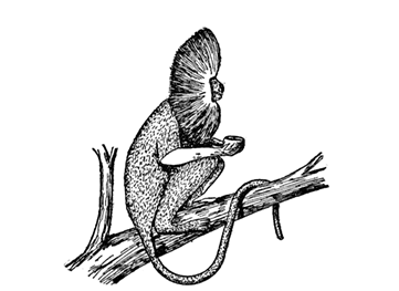 Fig. 8. The Jacchus
