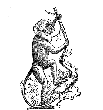Fig. 17. Proboscis Monkey