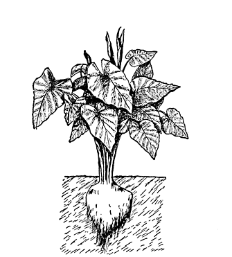 Fig. 4. The Taro Plant and Bulb.
