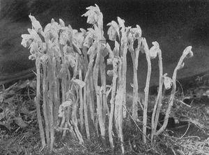 Indian Pipe.