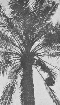 The Cultivation Of The Date Palm At Basrah