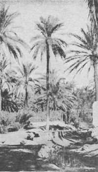 Date Palm Scenes Below Basrah