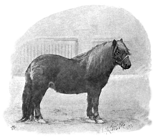 "the shetland mare."