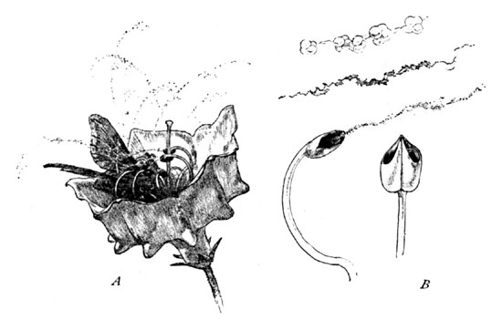 Fig. 5. Elastic Stamens of Mountain-laurel
