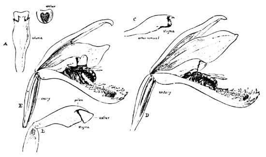 Fig. 15. Cross-fertilization