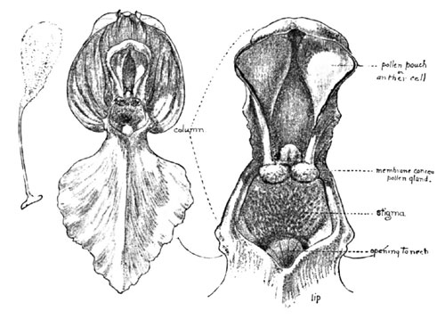 Fig. 7. The Flower and Column of Orchis Spectabilis, Enlarged