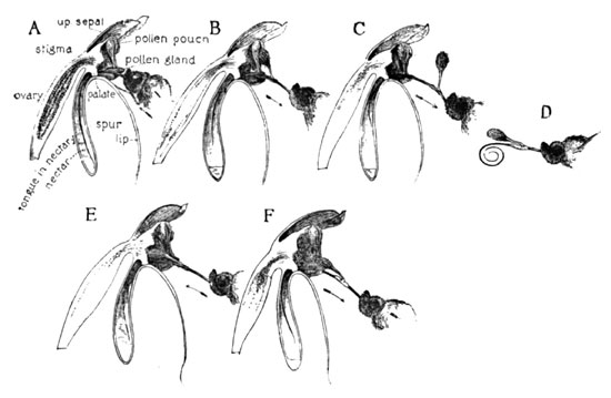 Fig. 14. The Ragged Orchid (H. Lacera) and the Butterfly's Tongue. Cross-fertilization
