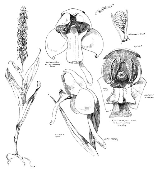 Fig. 15. The Yellow Orchid (H. Flava)