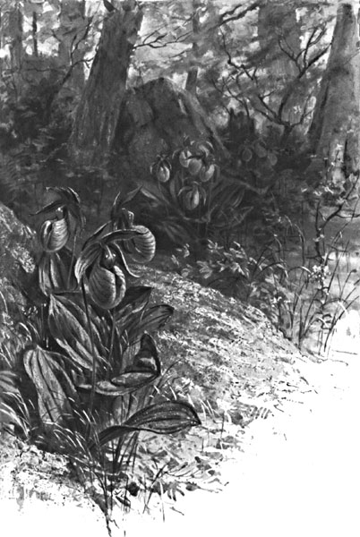 Cypripedium Acaule
