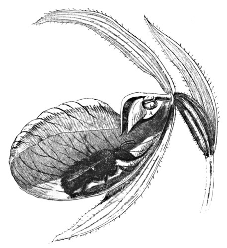 Fig. 18. Moccasin-flower. Bee Sipping Nectar