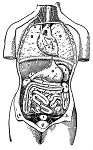 The internal viscera.