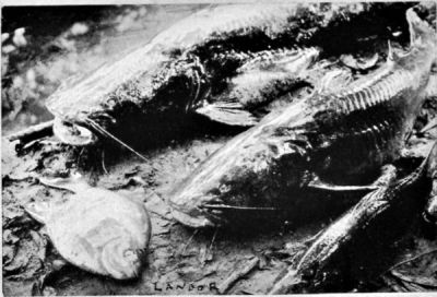 Fish of the Arinos River.