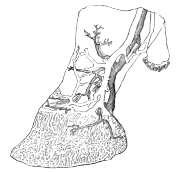 FOOT, WITH SHELL REMOVED.