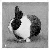 A black and white rabbit