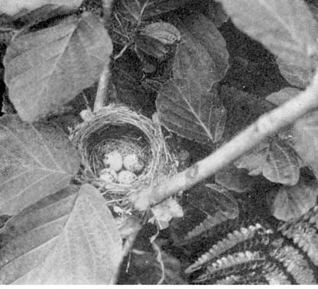 A bird's nest with egg