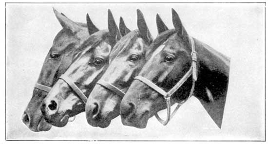 Profile view of four horses' heads
