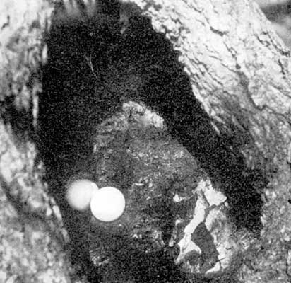 Nest of Barred Owl