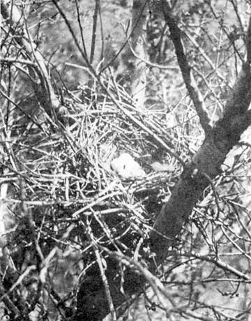 Nest and Eggs of Long-eared Owl