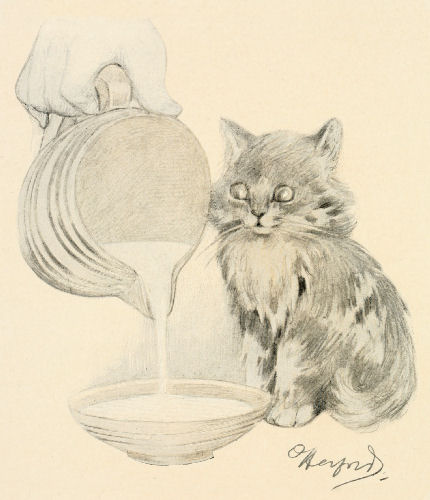 A kitten watches as milk is poured from a jug into a bowl