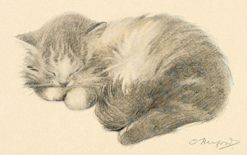 A kitten curled on its side asleep, front paws tucked up under its chin