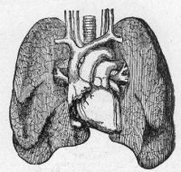 The lungs and heart in health.
