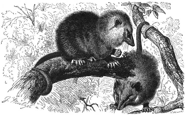 Opossum (Didelphys marsupialis). 1/5 v. d. ware grootte.