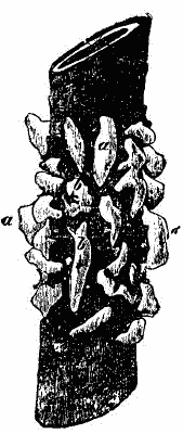 Fig. 32.—Blisters (Æcidia) of Peridermium Pini (var. corticola)