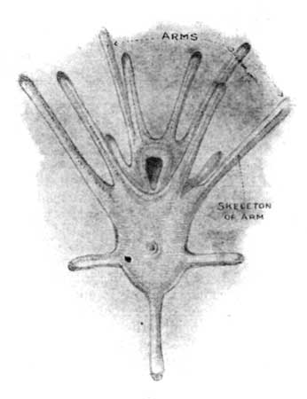 Fig. 5.—Young Sea-urchin.