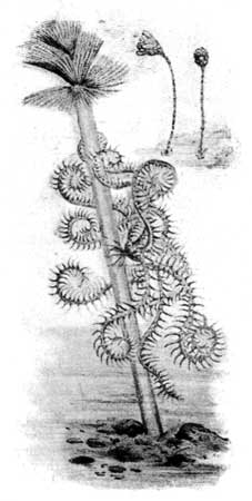Fig. 7.—Rosy Feather-star.