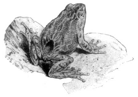  Pouched Frog: the eggs are carried in a chamber on the back.