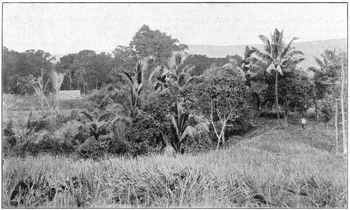 Indisch landschap in de Molukken aan den voet van den Djailoloberg.