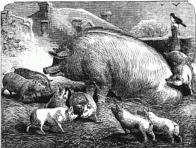 Piggy and Babies