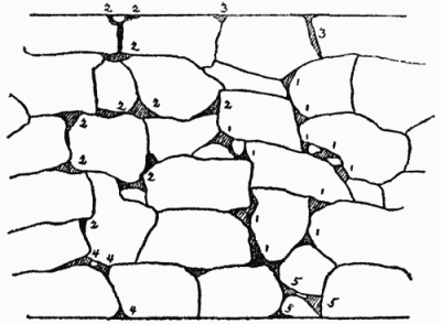 Planting plan of dry wall, the dark portions representing
the chief earth-filled crevices. The plants are: 1Arabis albida;
2Alyssum saxatile; 3House leek (sempervivum); 4Viola tricolor;
5Armeria maritima