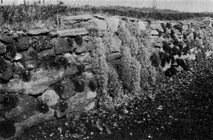 A wall garden planted in colonies—the better way. If not
too vigorous of growth, vines may be planted as shown here at the base