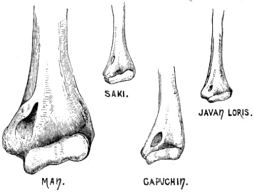 Perforation of the humerus
in three species of Quadrumana and in Man.