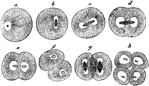 Stages in the division of the ovum
of a worm.