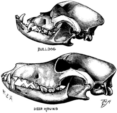The skull of a Bull-dog compared with that of
a Deerhound.