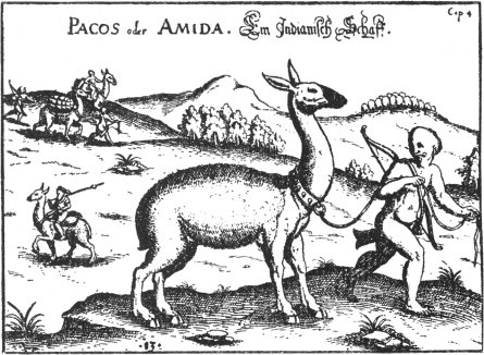 Pacos oder Amida. Ein Indianisch Schaff