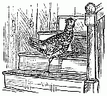Hen on the steps