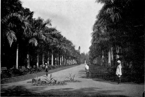 An avenue of palms in the Botanical Gardens