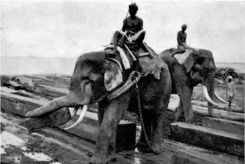 Elephants carrying logs at Rangoon