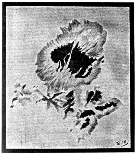 Fig. 30.—Telescopic aspect of a Sun-Spot.