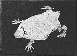 Fig. 87—The frog is sprawled out on the table.