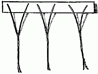 Fig. 186—Place three broom straws on the paper.
