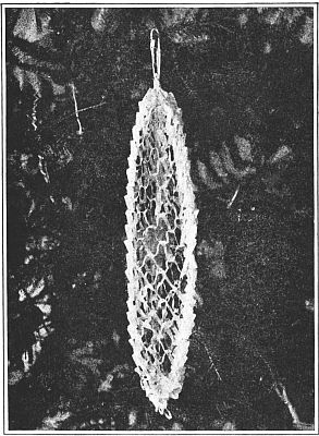 Fig. 196—The frosty snow pocket.