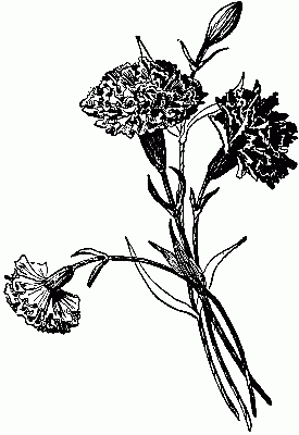 Fig. 225—Carnations modelled from tissue-paper.