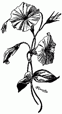 Fig. 244—Morning-glory modelled from tissue-paper.